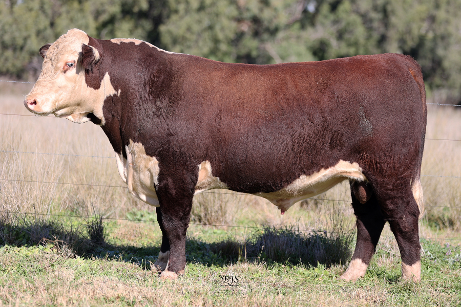 Lot 12 - RAYLEIGH TENTERFIELD T93 (P) | AuctionsPlus