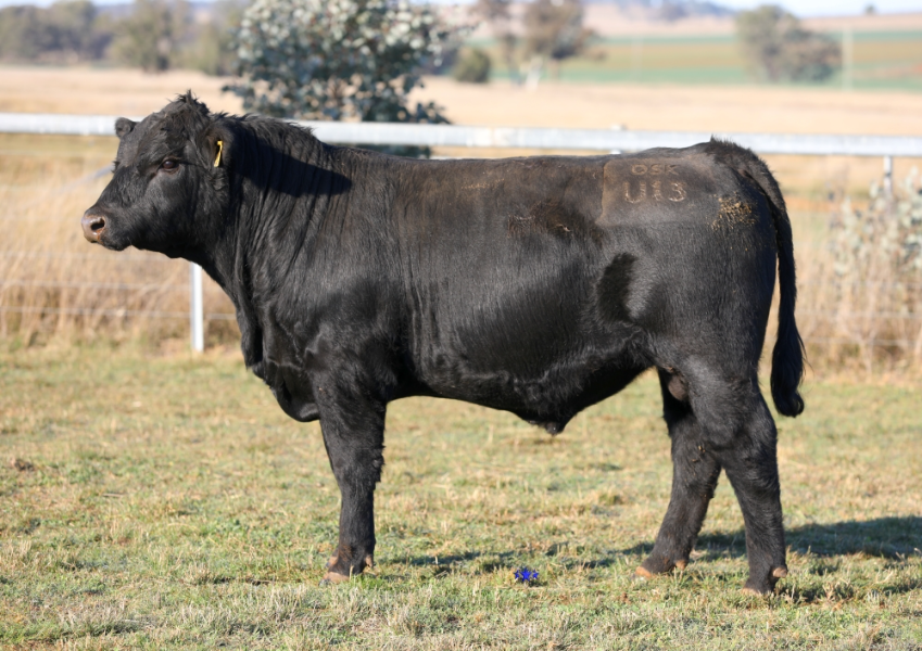 Lot 45 - DSK BQP ULSTER U13 | AuctionsPlus