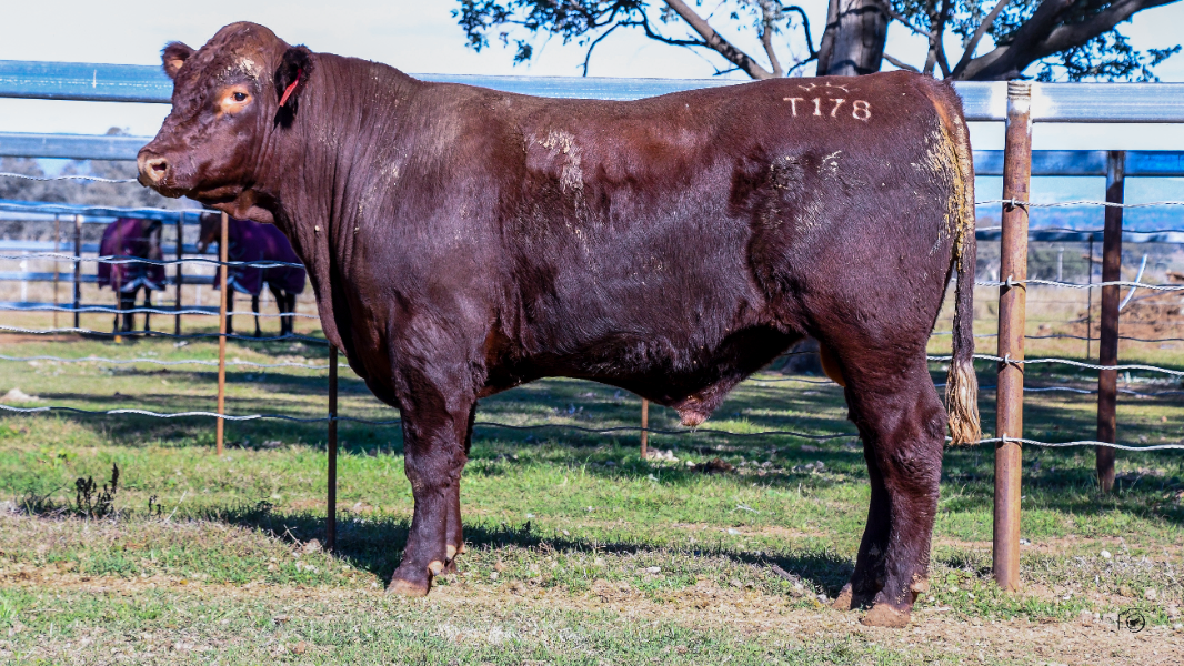 T178 Lot 31 - Bungulla Gigabytes T178 | AuctionsPlus