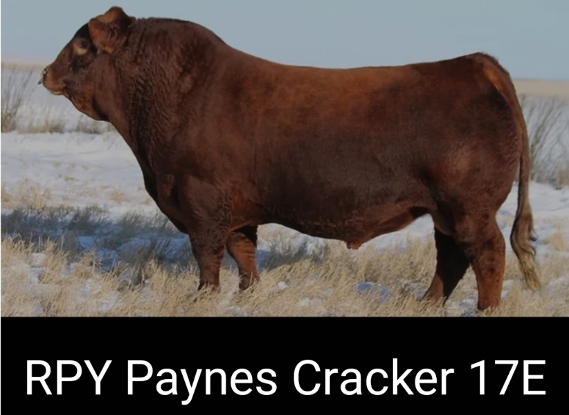 D22 Rpy Lot 65 - Birubi Red Satan / RPY Paynes Cracker 17E | AuctionsPlus