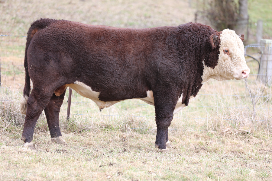 Lot 8 - SUPPLE TUFF (PP) | AuctionsPlus