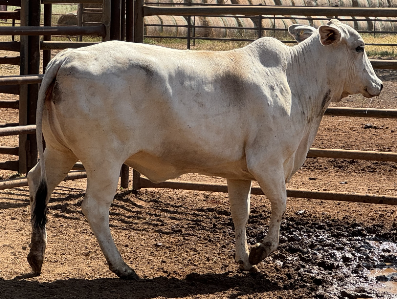 Lot 84 - Ditt Select Brahman Female Visual Tag: 51741 