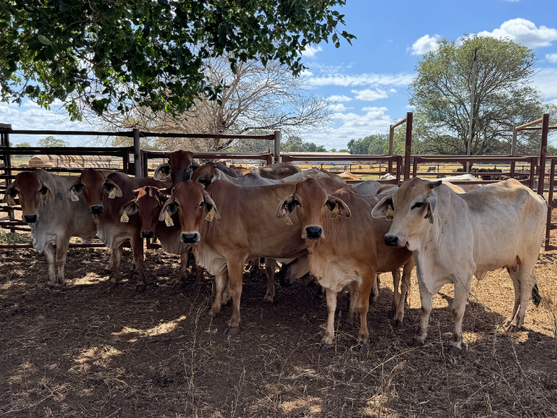 Lot 97 - 11 Pregnant Red Brahman Cows | AuctionsPlus