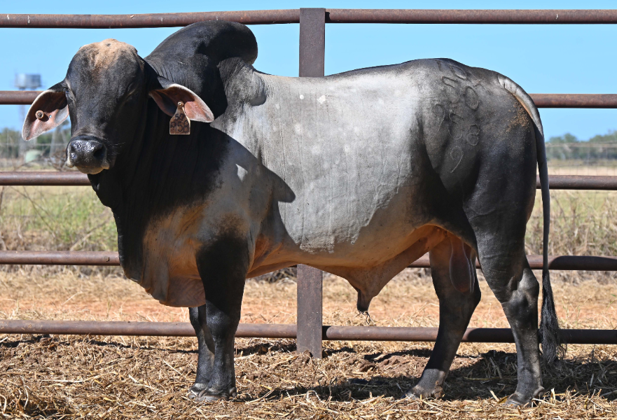 Lot 2 - DITT Select Brahman Bull Visual Tag: 50958 | AuctionsPlus