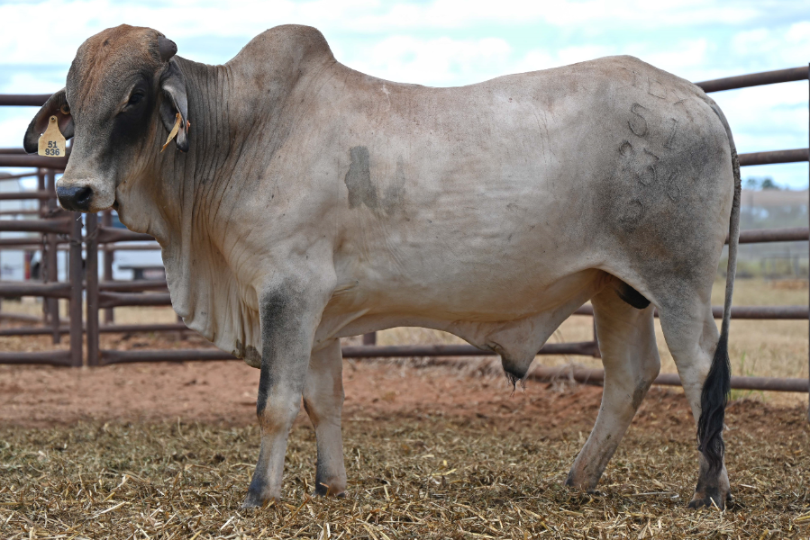 Lot 41 - DITT Select Brahman Bull Visual Tag: 51936 | AuctionsPlus