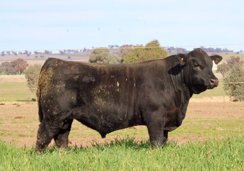 HOBBS LIVESTOCK SO RIGHT U14 PV AuctionsPlus
