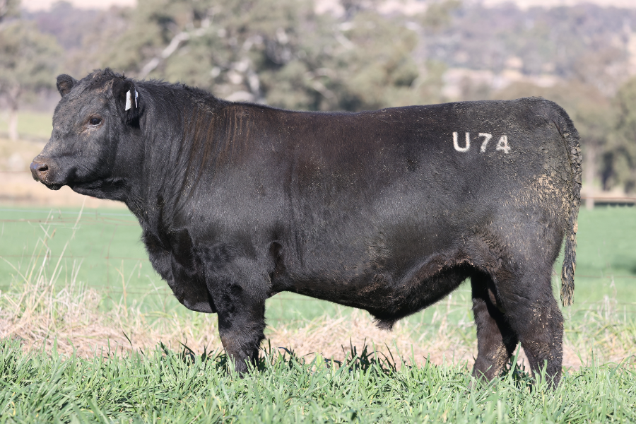 Lot 7 - COFFIN CREEK REAL DEAL U74 | AuctionsPlus