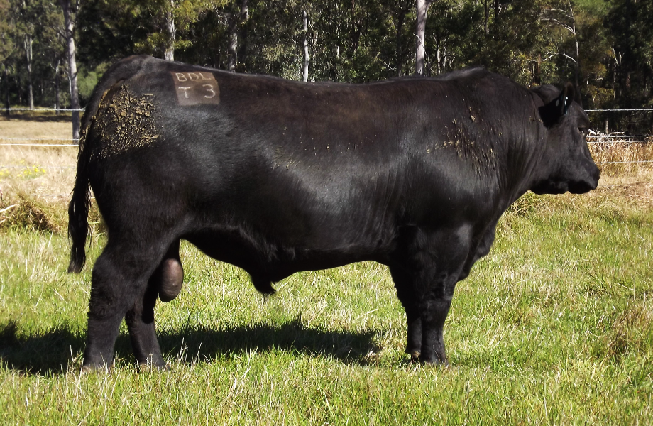 Lot 48 - PRIME TIME COMMANDO T3 | AuctionsPlus