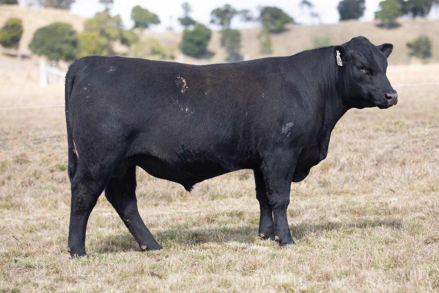 Zwei Exton Lot 29 - EXTON COMRADE U327 | AuctionsPlus