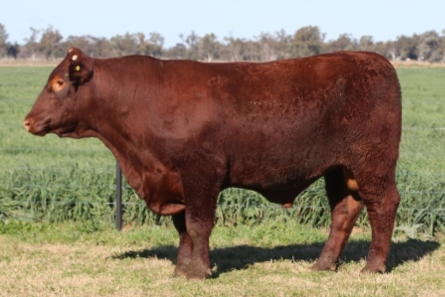 T144 Sign Lot 30 - WEEBOLLABOLLA TOWER T144 (S) (Red) | AuctionsPlus