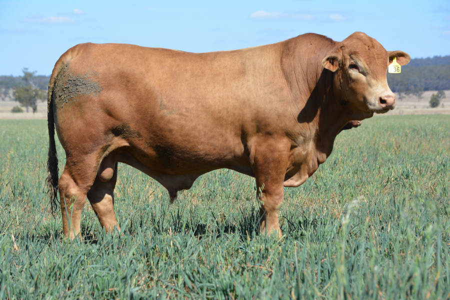 Lot 136 - ROSEVALE JETHRO U1268 (PP) | AuctionsPlus