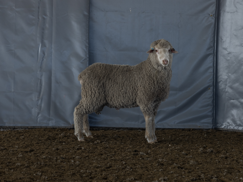 Lot 44 - 231121 | AuctionsPlus