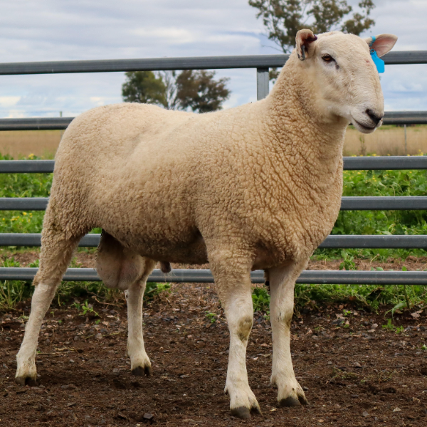 COOINDA BORDER LEICESTERS RAM SALE - CATALOGUE ADVERTISING ONLY ...