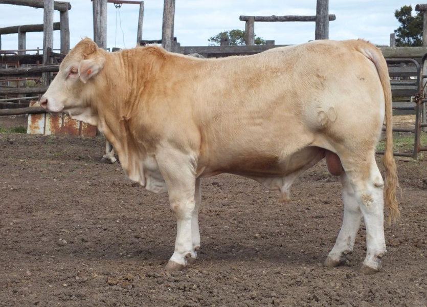 Lot 100 Abbotsford Cole AuctionsPlus