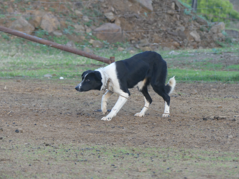 Lot 9 - Styx Dolly | AuctionsPlus