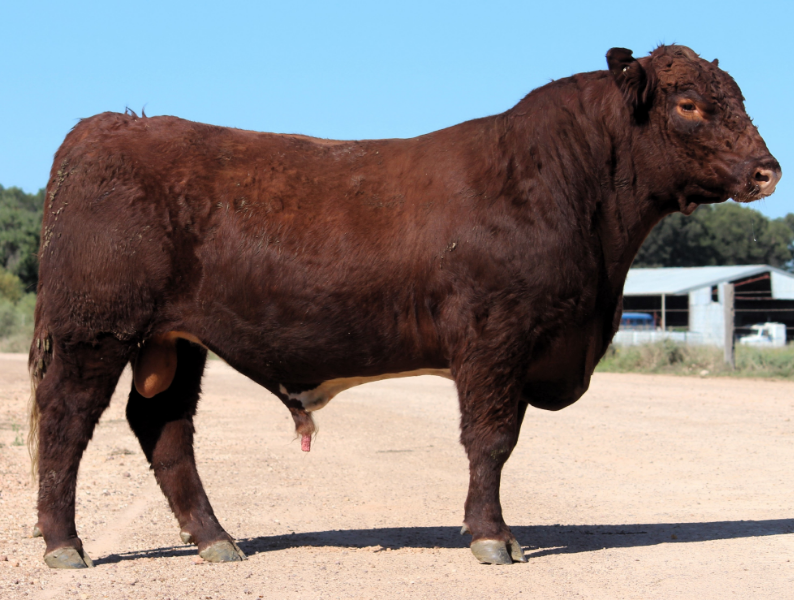 Lot 39 - THE GROVE T0355 5/16 ANGUS (DR) (P) (Red) | AuctionsPlus