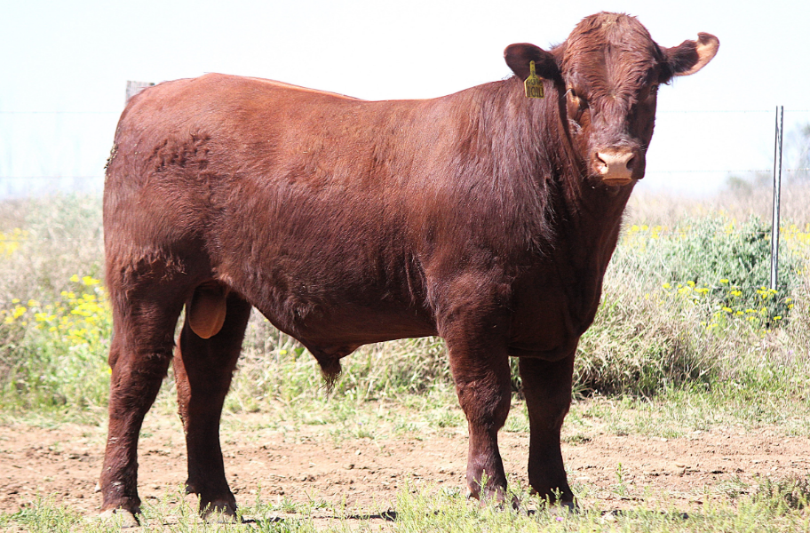 Lot 52 - THE GROVE U0101 5/16 ANGUS (DR) (P) (AI) (Red) | AuctionsPlus