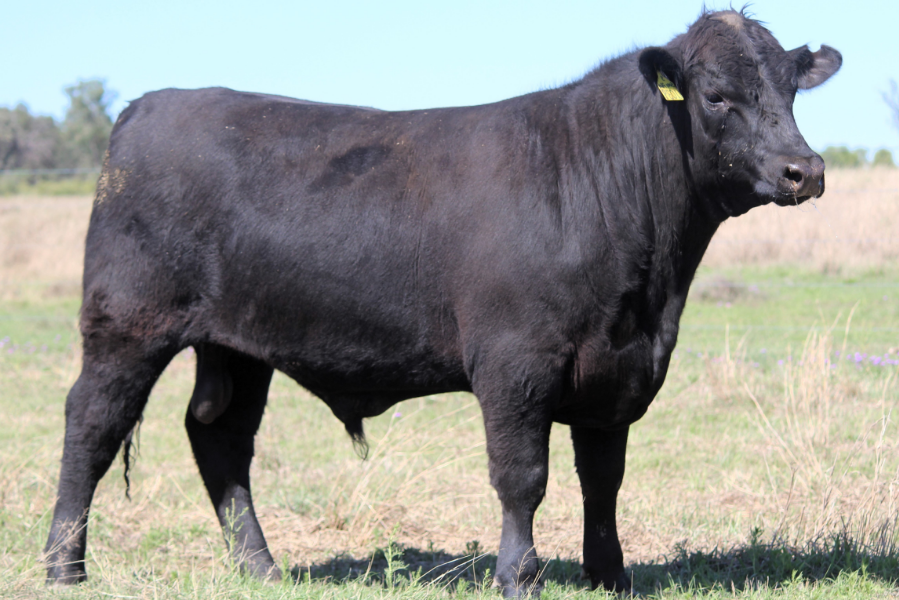 Lot 110 - THE GROVE U0039 13/16 ANGUS (DR) (P) (AI) (Black) | AuctionsPlus