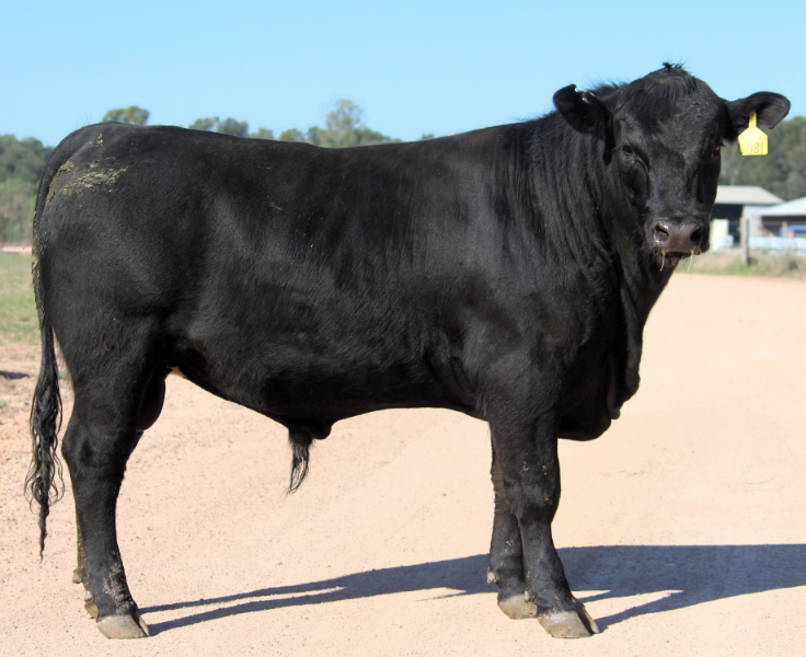 Lot 113 - THE GROVE U0081 7/8 ANGUS (DR) (P) (AI) (Black) | AuctionsPlus