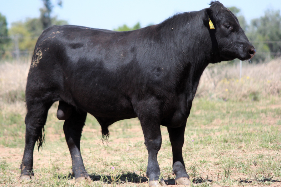 Lot 115 - THE GROVE U0066 3/4 ANGUS (DR) (P) (AI) (Black) | AuctionsPlus