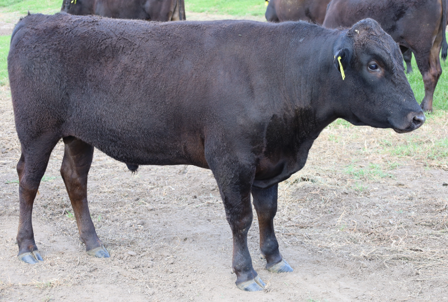 Lot 11 - SUMO CATTLE CO ITOSHIGENAMI 22T467 | AuctionsPlus