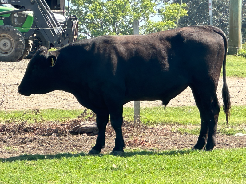 Lot 41 - SUMO CATTLE CO ITOSHIGENAMI U141 | AuctionsPlus