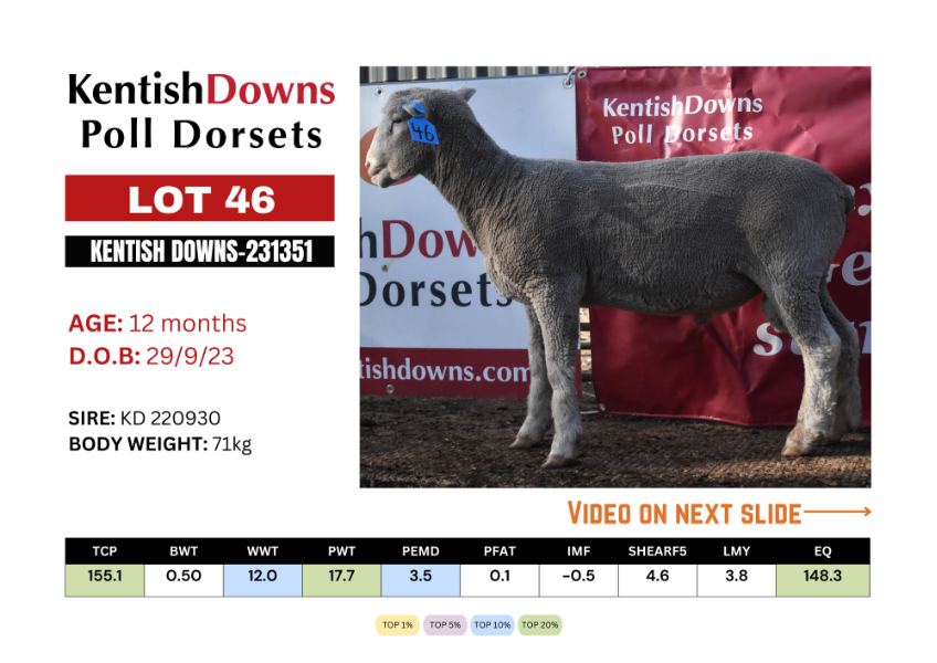 Lot 46 - Tag - 231351 | AuctionsPlus