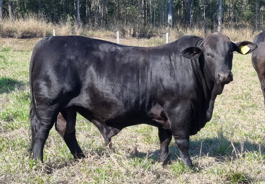 Lot 101 Reynco Thiago T195 (PP) AuctionsPlus