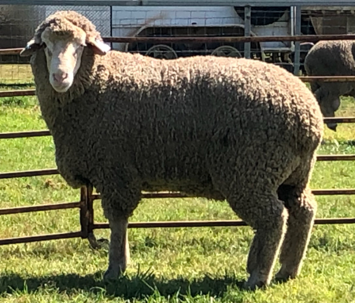 Lot 2 Tag MD231079 AuctionsPlus