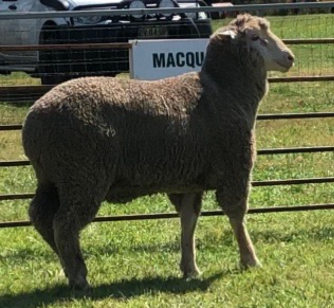 Lot 22 Tag MD230402 AuctionsPlus