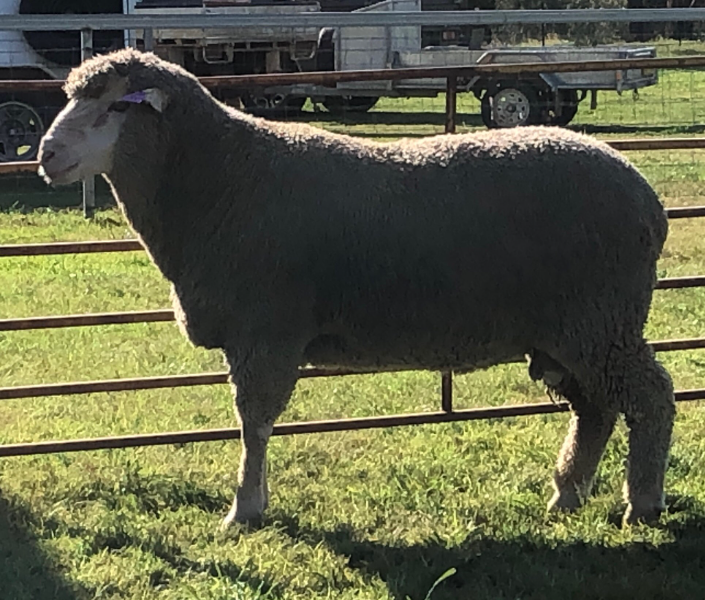 Lot 30 Tag MD230316 AuctionsPlus