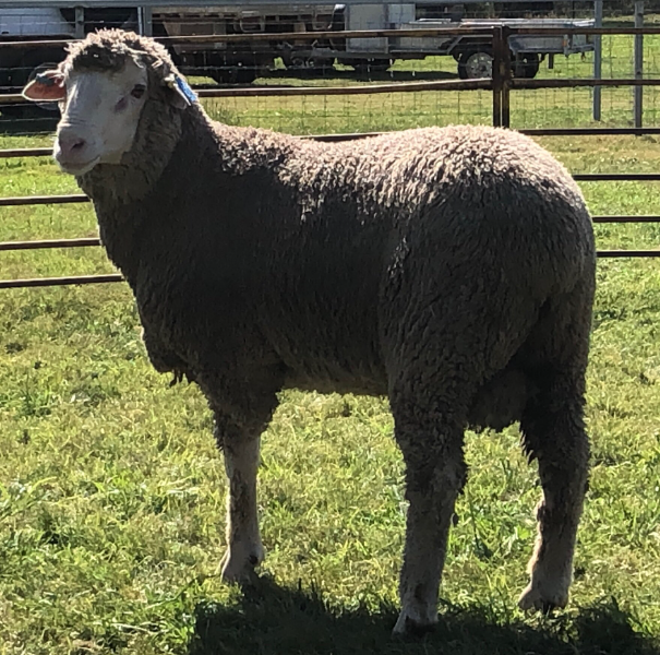 Lot 34 Tag MD231053 AuctionsPlus