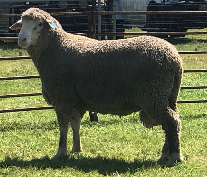 Lot 38 Tag MD230590 AuctionsPlus