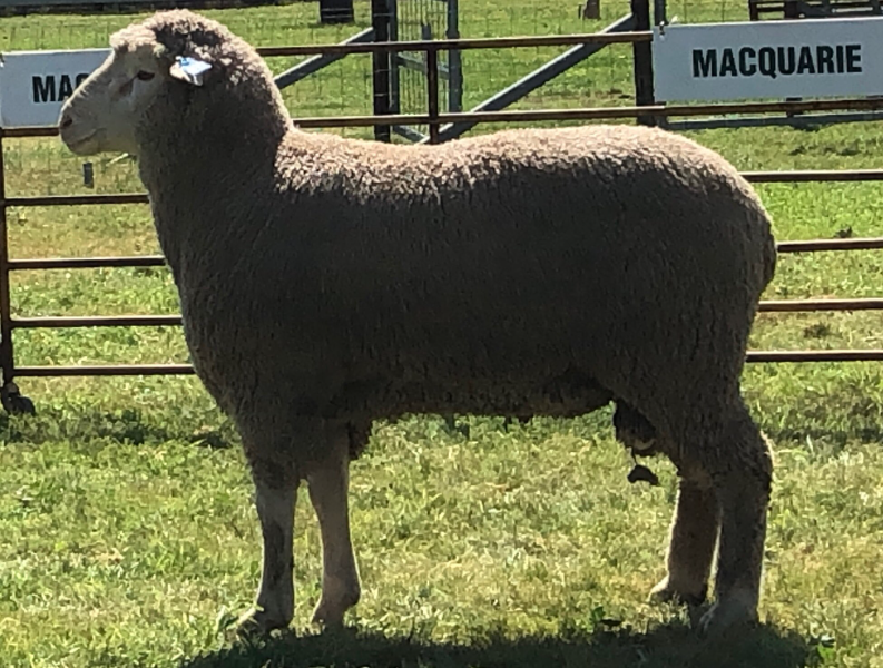 Lot 40 Tag MD231175 AuctionsPlus