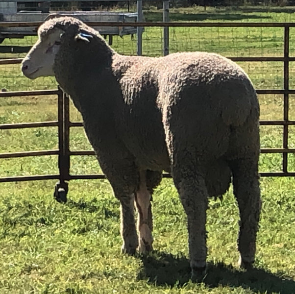 Lot 49 Tag MD231216 AuctionsPlus
