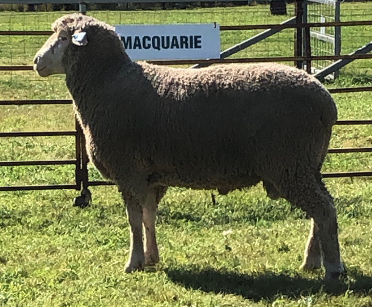 Lot 53 Tag MD230603 AuctionsPlus