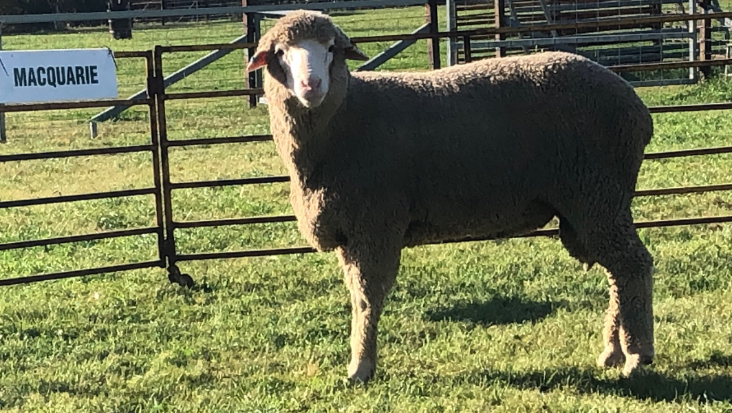 Lot 58 Tag MD230996 AuctionsPlus