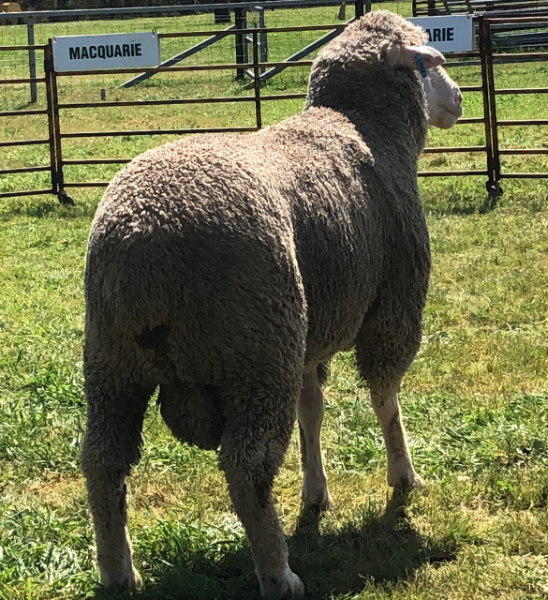 Lot 81 Tag MD230352 AuctionsPlus