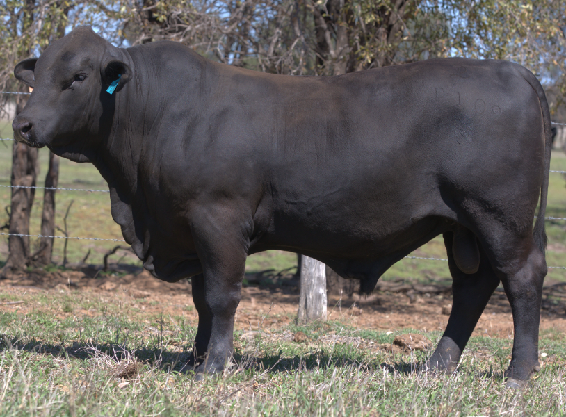 Lot 44 LUNAR THORN (PP) AuctionsPlus