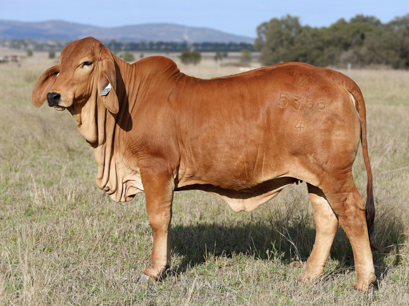 Lot 6 TARRAMBA DIENKA 5356 (IVF) (PP) AuctionsPlus