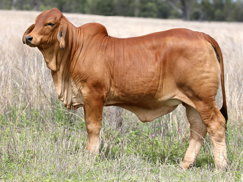 Lot 7 TARRAMBA JAN 5357 (IVF) (PS) AuctionsPlus