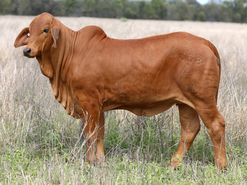 Lot 8 TARRAMBA MAGDALENA 5358 (IVF) (PS) AuctionsPlus