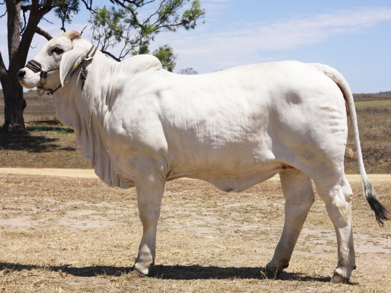 Lot 23 LORNVILLE FREYA (IVF) (PS) AuctionsPlus