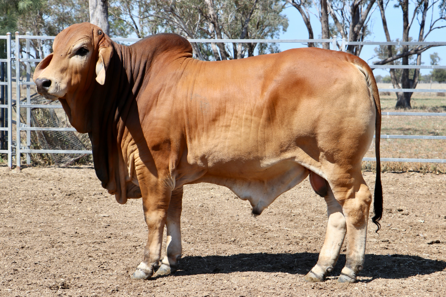 Lot 79 - SAMARI S NORMAN | AuctionsPlus