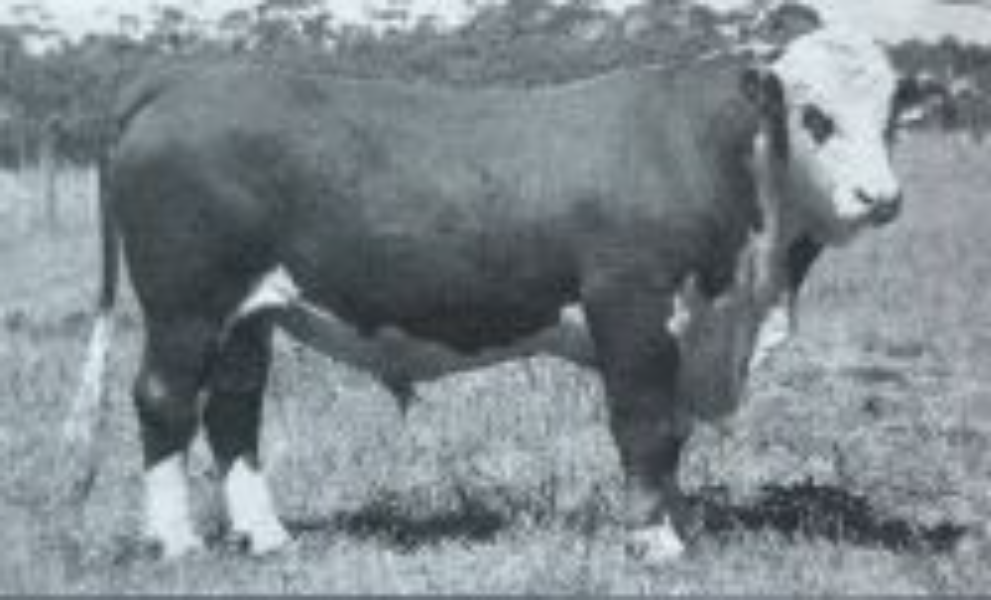 Lot 200 PEAKES EASTWOOD E83 (AI) (P) (SEMEN) AuctionsPlus