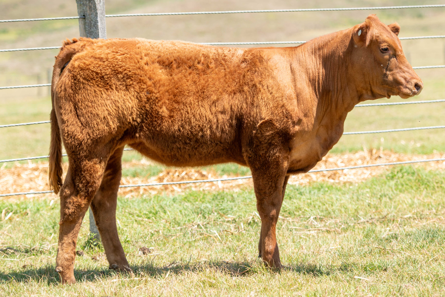 Lot 20 BJF GOLD RUSH ANGELIQUE U67 (P R AA) AuctionsPlus