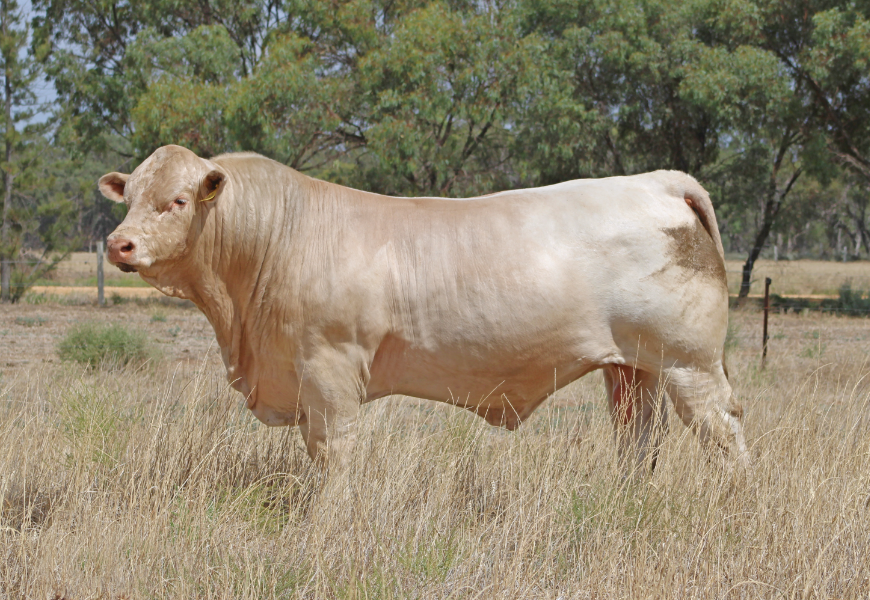 Lot 66 - 10 x Semen Straws - Allednaw Quantam (AI) (ET) (P) | AuctionsPlus