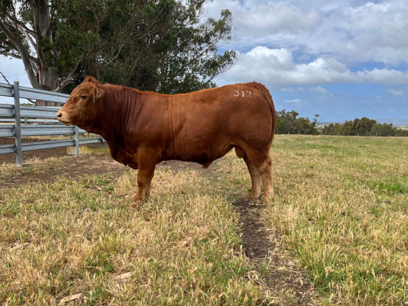Lot 25 - SHANNALEA U-TWO U317 | AuctionsPlus