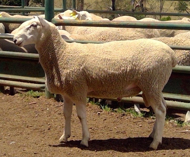 Lot 40 - CHAIN-O-PONDS-239057 | AuctionsPlus