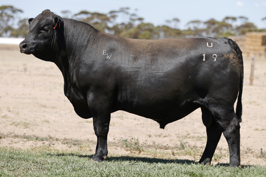 Lot 29 - BULL OAK WELL RAFTER U19 | AuctionsPlus